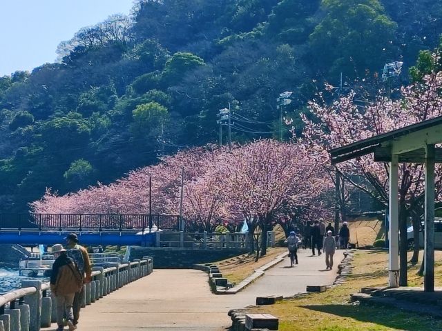 在日本四國德島中央公園欣賞櫻花