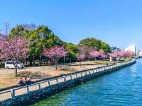 在日本四國德島中央公園欣賞櫻花