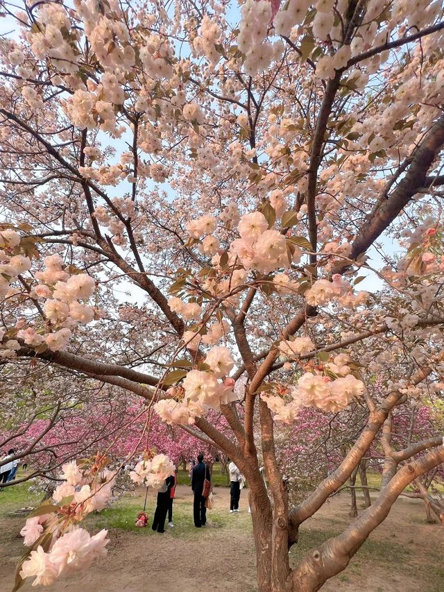 北京賞花了