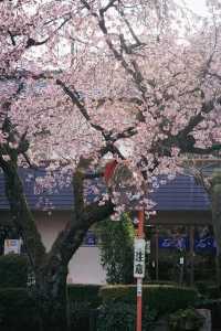春分の日に花を楽しむ