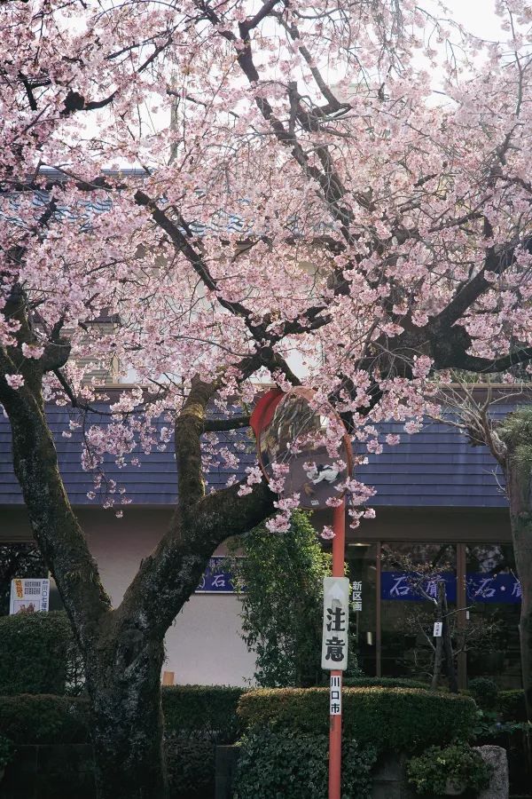春分の日に花を楽しむ