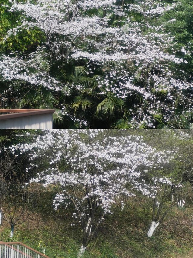 百林公園重慶旅遊攻略 | 免費打卡勝地，用鏡頭捕捉初夏浪
