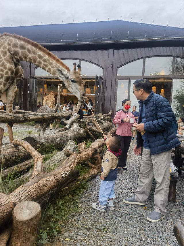 湖州長頸鹿莊園：和寶貝共赴一場長頸鹿早餐奇遇