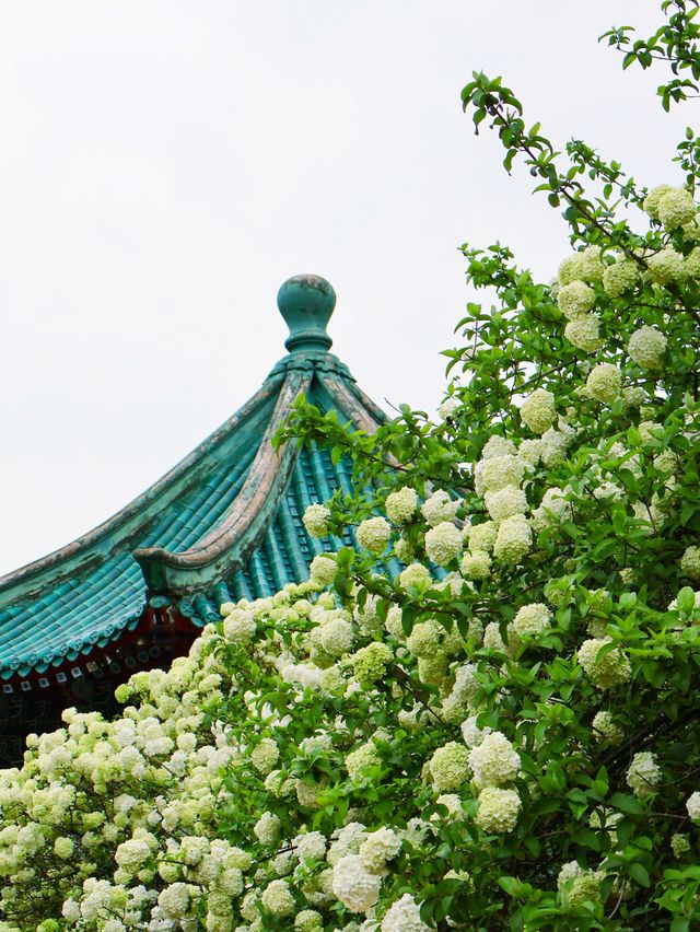 長沙烈士公園繡球花觀賞攻略4月必衝