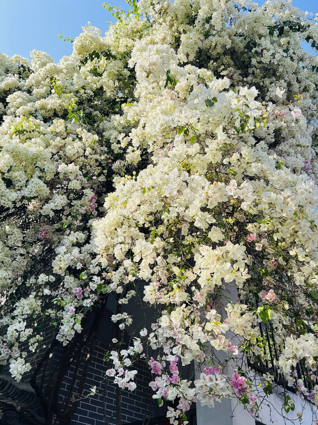 深圳甘坑小鎮｜穿越漫畫的春日花海