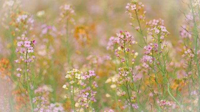 南縣羅文村旅遊｜呢一片五彩繽紛嘅油菜花係夢中嘅春天