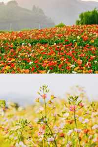 私藏嘅絕美花海，徑山境