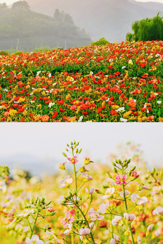 私藏嘅絕美花海，徑山境
