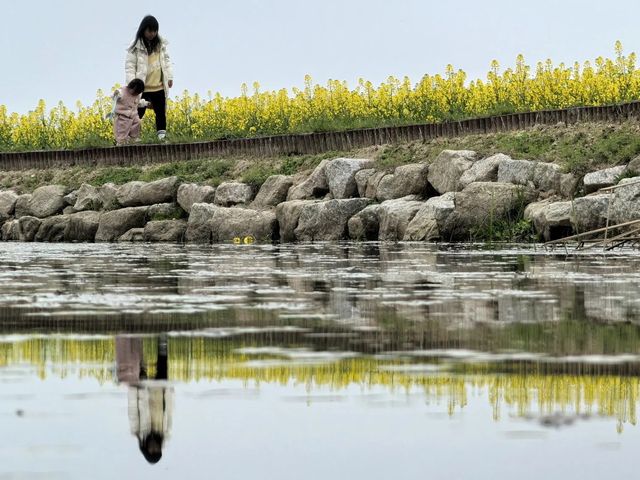 望亭花海
