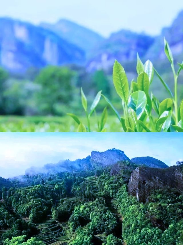 福建武夷山慳錢旅遊及避坑攻略