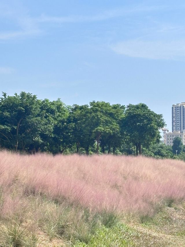 石岩湖濕地公園 | 環湖徒步騎行天花板