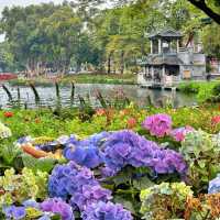 🌟【廣州荔灣湖公園實況分享｜春日限定繡球花況與週末遊玩體驗】