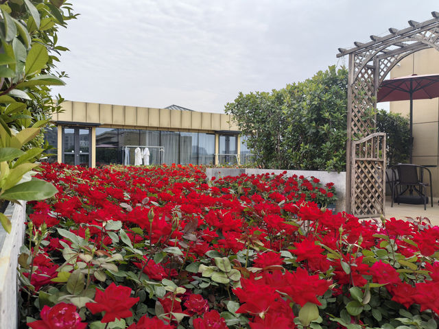 入住隨州這家花園酒店，繁花簇擁下的悠閒時光！