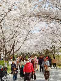 濰坊1日遊 | 風箏博物館+浞河櫻花大道，浪漫值拉滿！