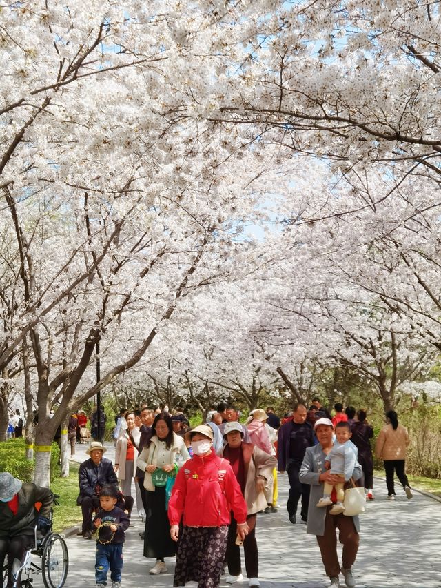 濰坊1日遊 | 風箏博物館+浞河櫻花大道，浪漫值拉滿！