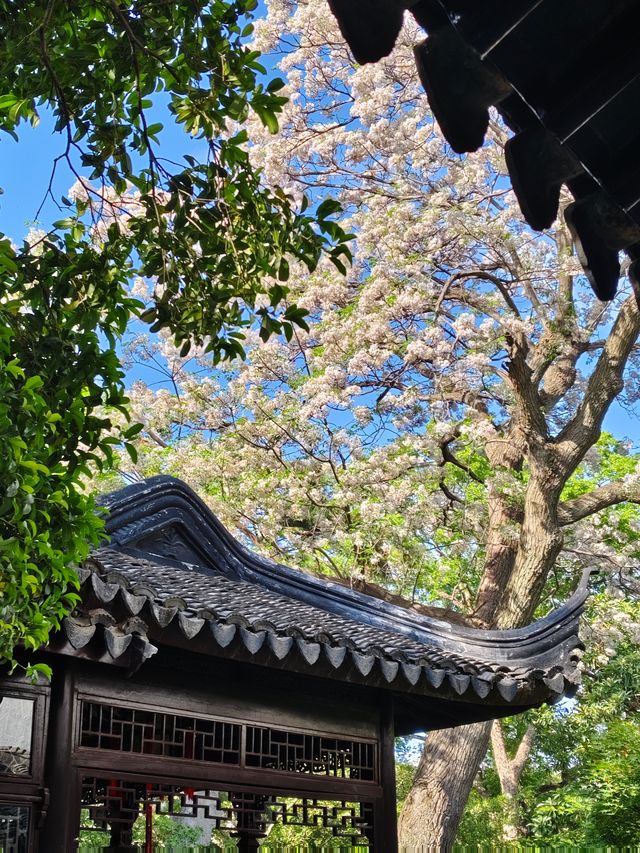 暮春的怡園