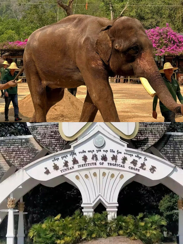 在北緯21°遇見地球本來的樣子——西雙版納