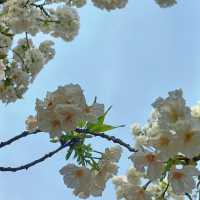 ✨相約一場櫻花的浪漫｜武漢東湖櫻花園🌸