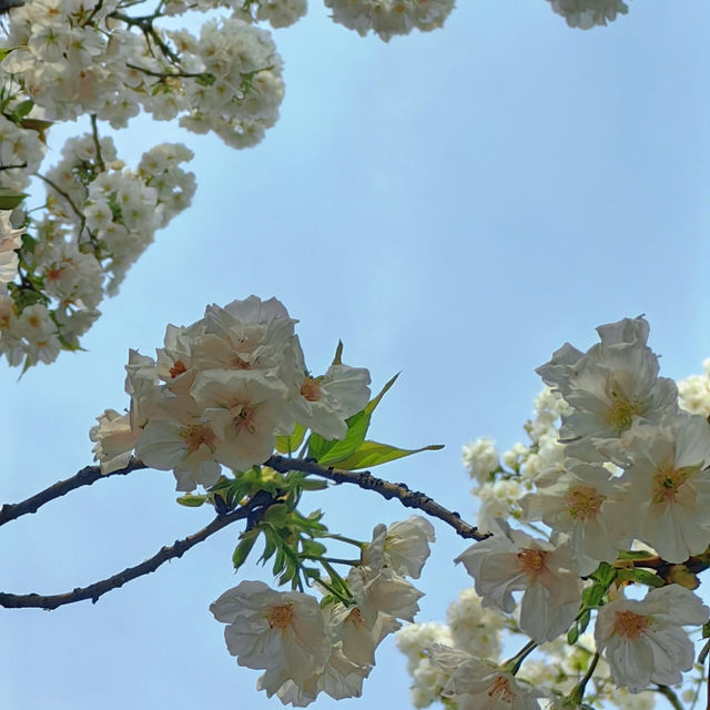 ✨相約一場櫻花的浪漫｜武漢東湖櫻花園🌸