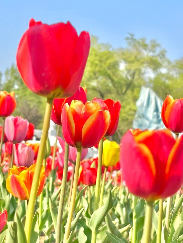 北陵公園：一座皇陵嘅日常美學
