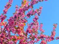 🌸首爾國會議事堂，晚櫻綻放的浪漫角落