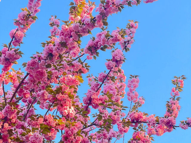 🌸首爾國會議事堂，晚櫻綻放的浪漫角落