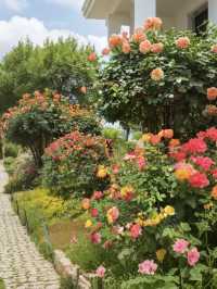 【鄭州月季公園｜被低估嘅初夏頂流！人少花多快啲嚟！】