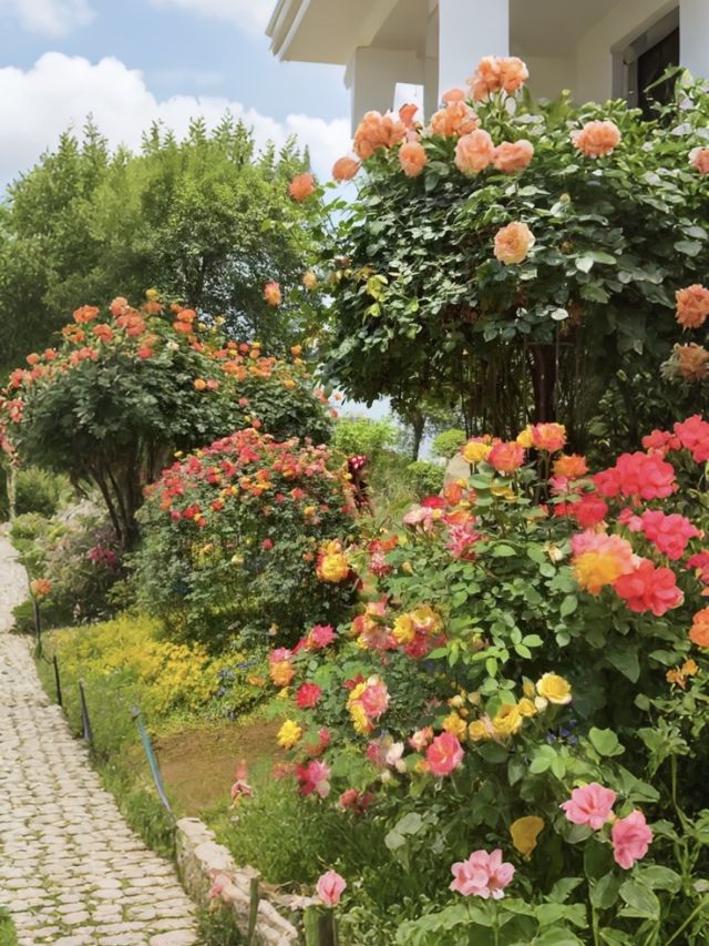 【鄭州月季公園｜被低估嘅初夏頂流！人少花多快啲嚟！】
