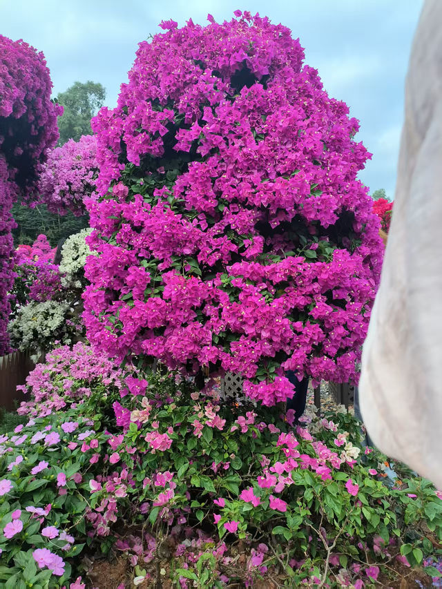 深圳限定浪漫！蓮花山簕杜鵑花展美到窒息🌸
