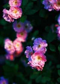 去富陽嘅山上面睇杜鵑花盛開