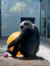 五月出遊第一站，秦嶺野生動物園嗨翻天！