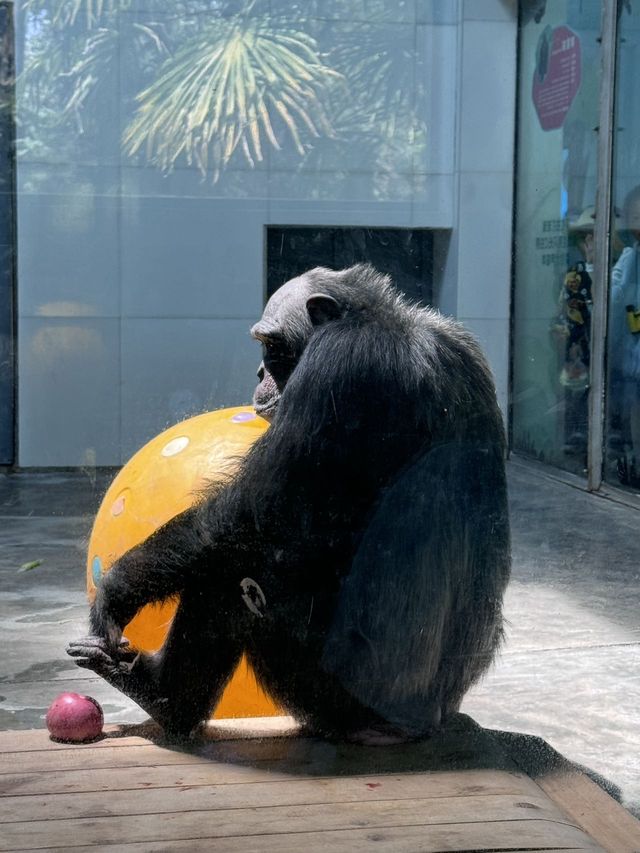 五月出遊第一站，秦嶺野生動物園嗨翻天！