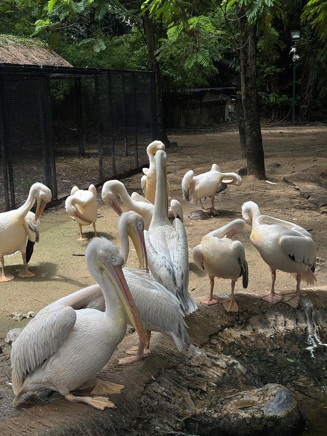 🦒Safari World｜曼谷野生動物園一日遊(ﾟoﾟ;;✨
