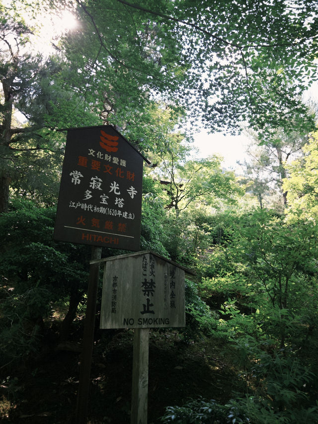 🌿【京都·常寂光寺】— 隱世古寺中的禪意漫遊 🌿