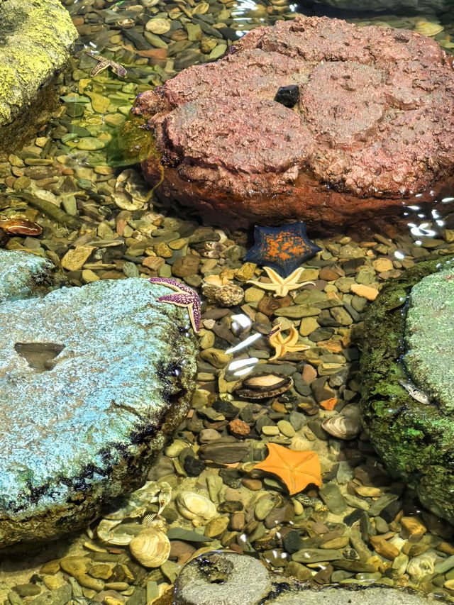媽媽們逛山姆寄存小孩好去處｜室內趕海