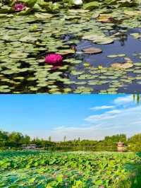 夏日「頂流」荷花登場！嚟河北浪漫一「夏」