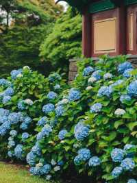 六月嘅濟州賞花，闖入繡球花海嘅莫奈花園