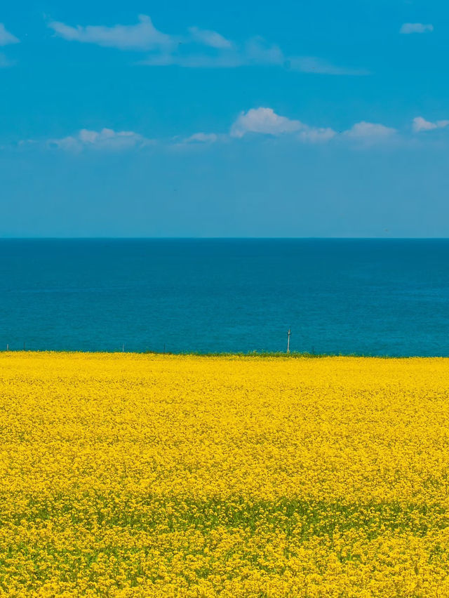 青海湖油菜花旅遊攻略｜邂逅金黃花海