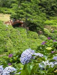 無盡夏日開啟，福州賞繡球花要抓緊了