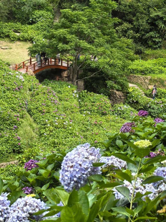 無盡夏日開啟，福州賞繡球花要抓緊了