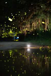 喺西雙版納，遇見螢火蟲嘅盛夏夜之夢