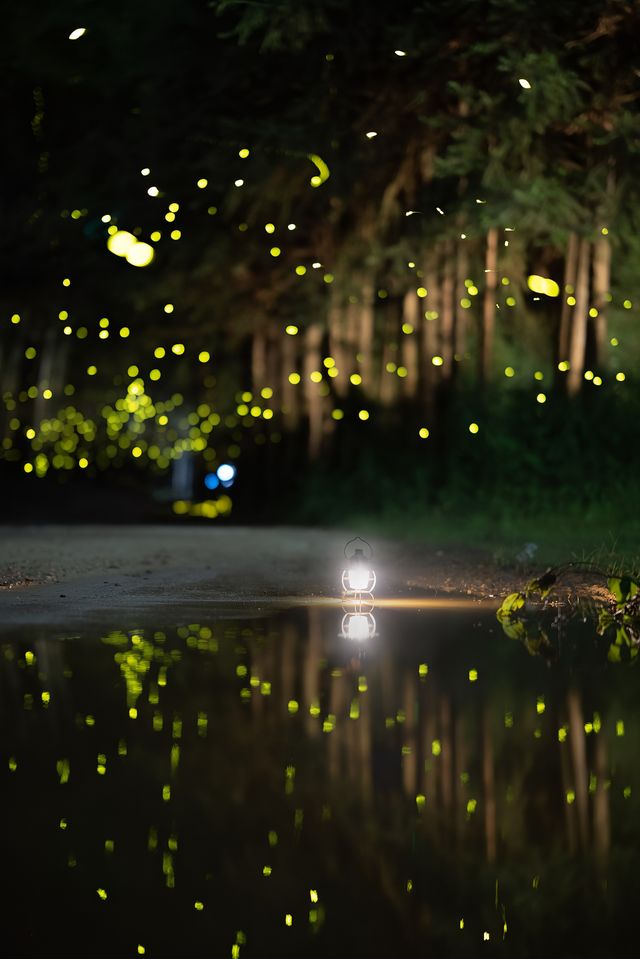 喺西雙版納，遇見螢火蟲嘅盛夏夜之夢