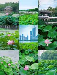 合肥賞荷攻略｜夏日限定版城市美學