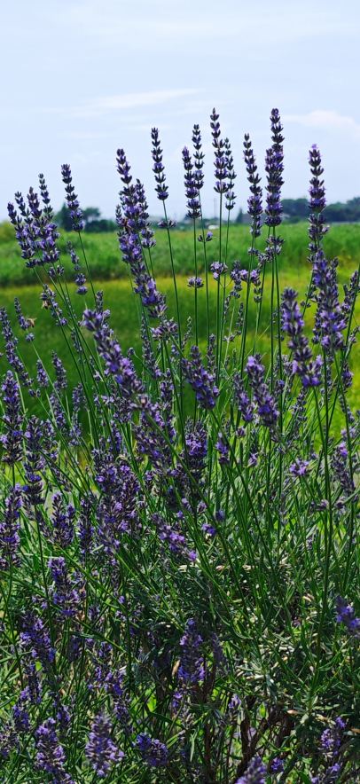 Summer Blooms】Guide to Visiting the Lavender Garden in Kuki City