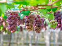 The grapes here are exceptionally good.