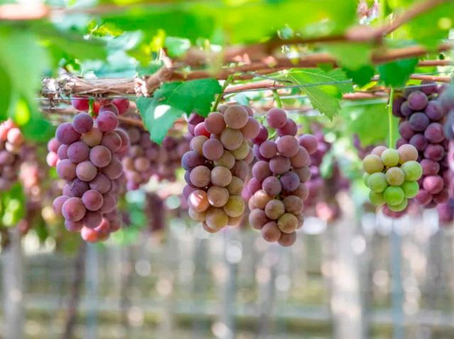 The grapes here are exceptionally good.