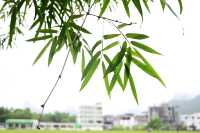 雲霧山中起，仙境數十里！