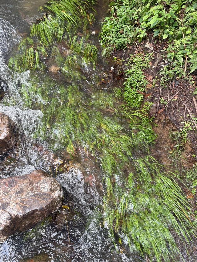 杭州九溪徒步｜喺小溪同茶園治癒系吸氧