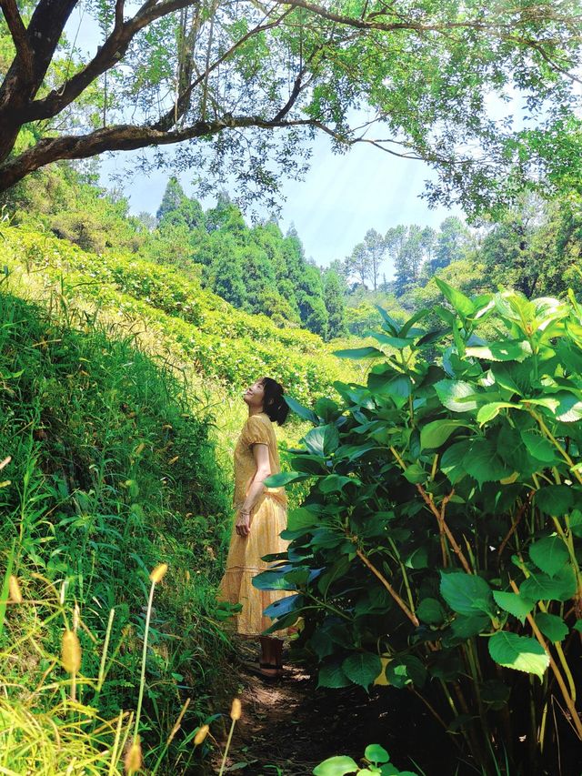 福州鼓嶺｜超友好親子徒步路線