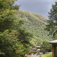 This is the Legendary Bamboo Forest of Crouching Tiger
